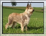 Owczarek pikardyjski, Berger de Picardie, Berger Picard